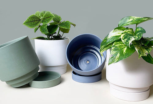 How to Find the Perfect Pot for Your Plant