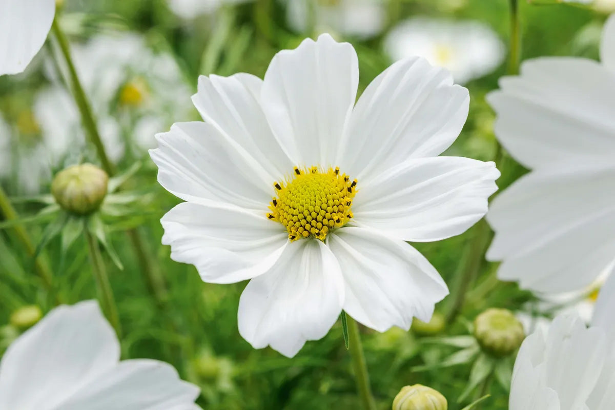 Why Are Flowers Important? A Deeply Unserious Guide for the Botanically Challenged - Chive Ceramics Studio