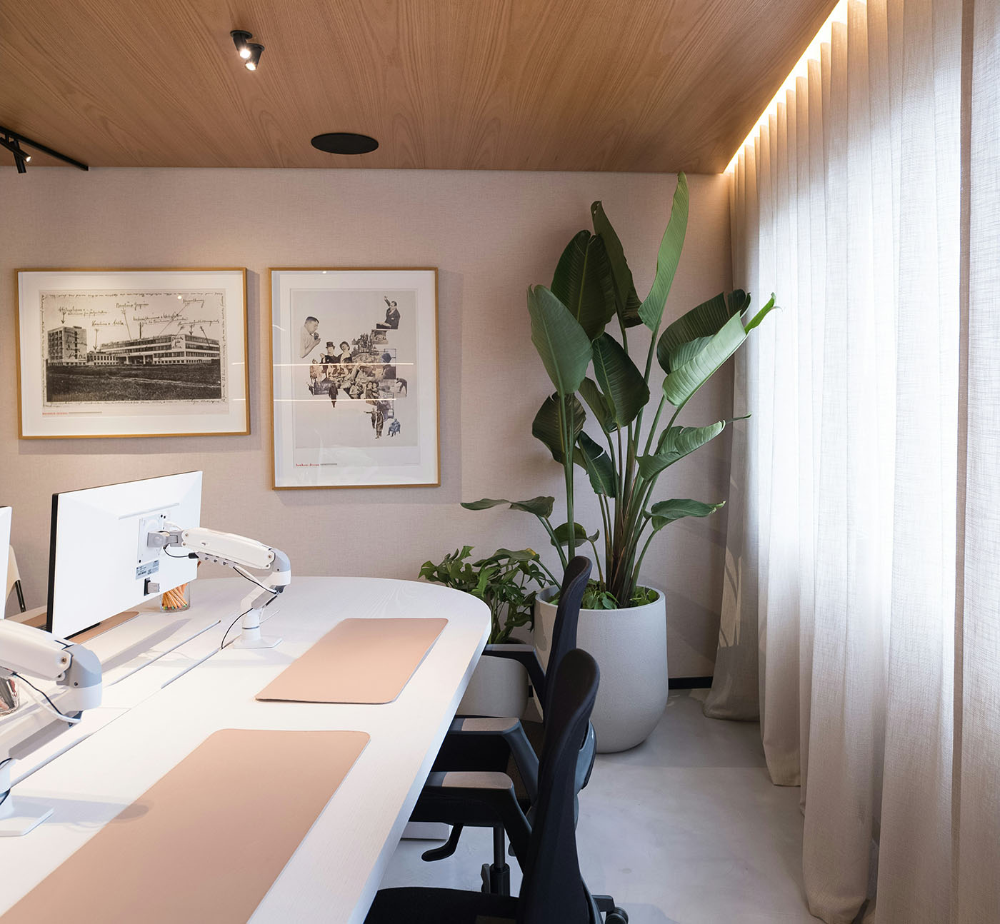 Large Office Plants: Bird of Paradise, Dracaena, Philodendron