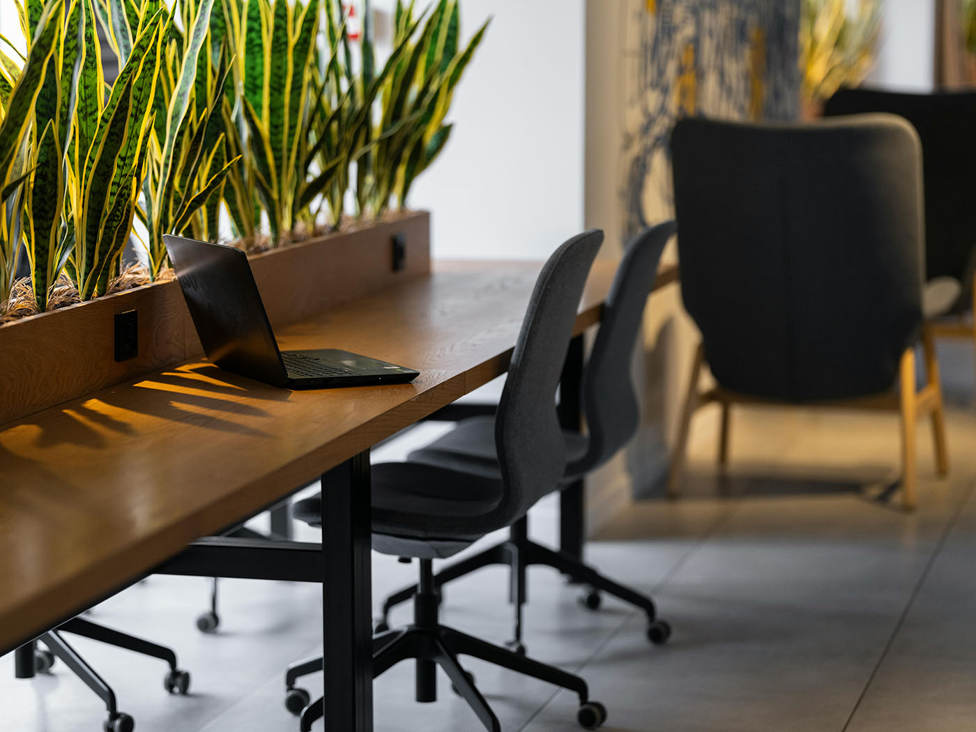 Low Light Office Plants: What Actually Works - Chive Studio, Toronto