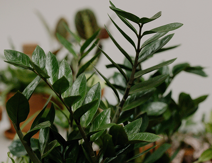 Indoor Plants That Thrive in Low Light - Chive Studio