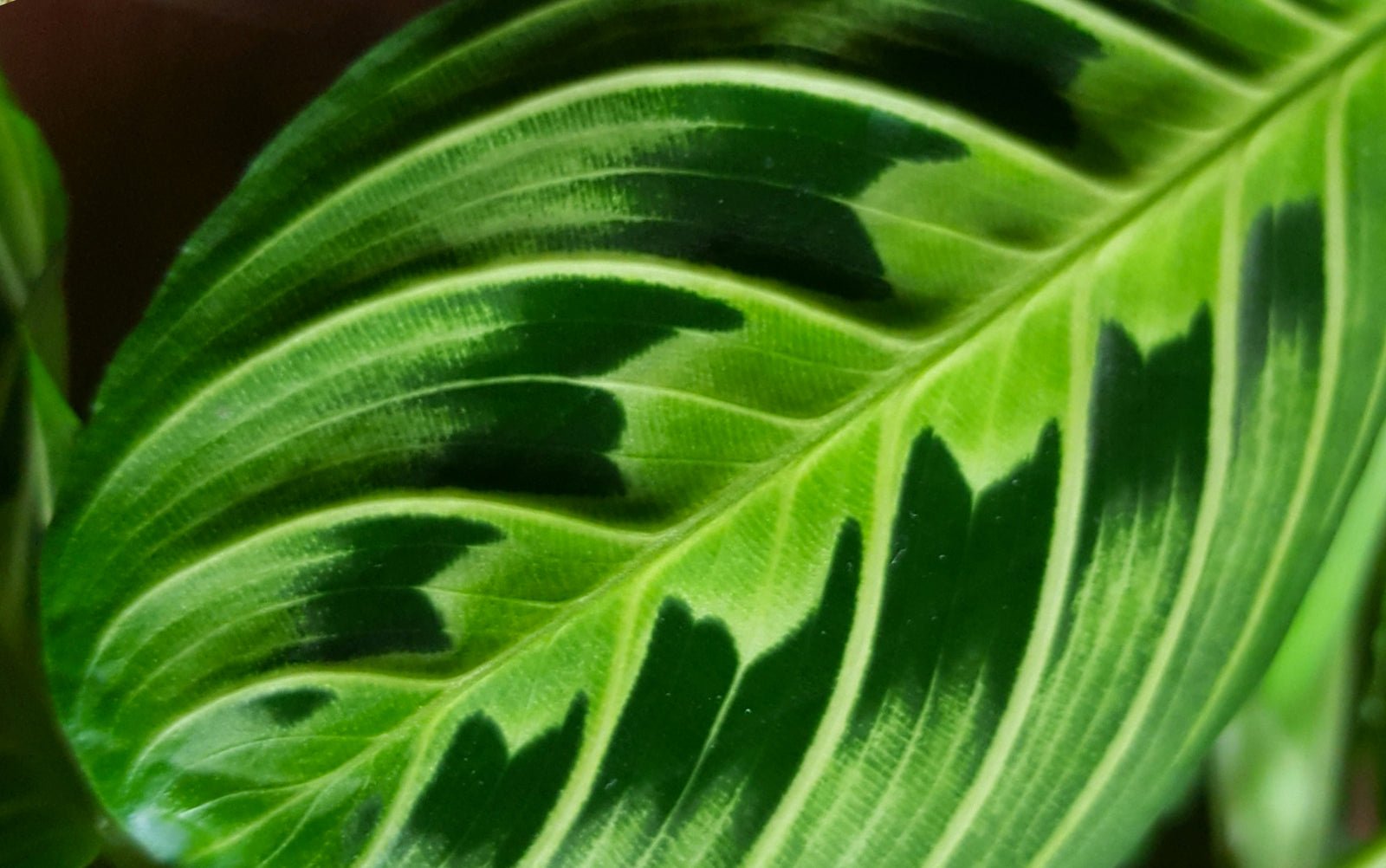 Maranta - Chive Ceramics Studio