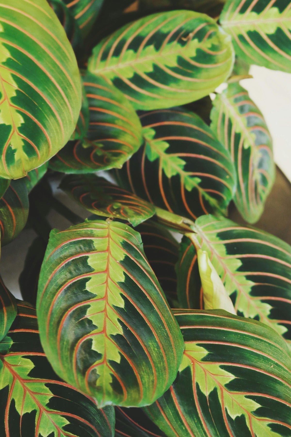 Maranta Plant Care: The Complete Guide