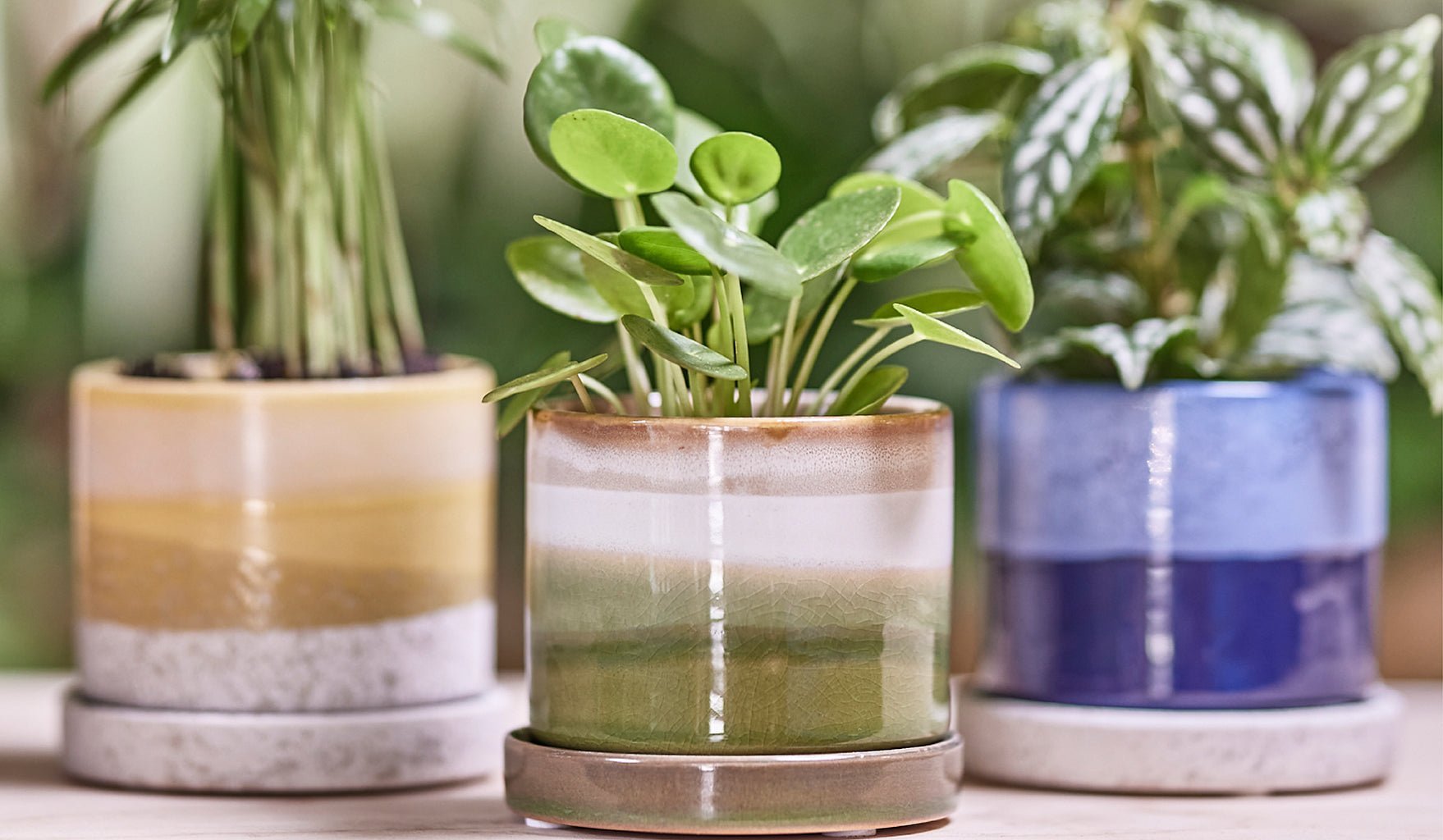 Are Ceramic Pots Good for Plants? - Chive Ceramics Studio