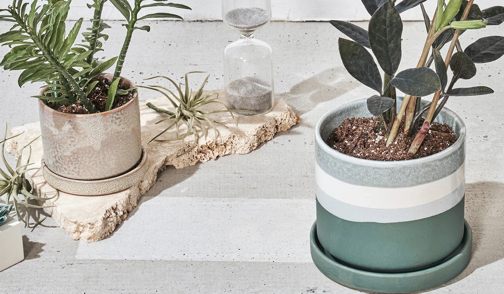 Plants for Small Spaces: A Guide to Compact Greenery for Condos & Apartments - Chive Ceramics Studio