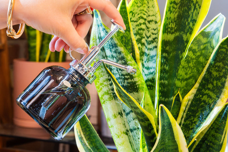 A hand holding a Chive Studio Mr Mister black glass plant spray bottle, watering a green plant.