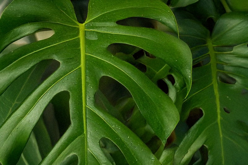 Close-up of a green monstera leaf with natural fenestrations and prominent yellow-green veins, photographed in a lush plant setting.
