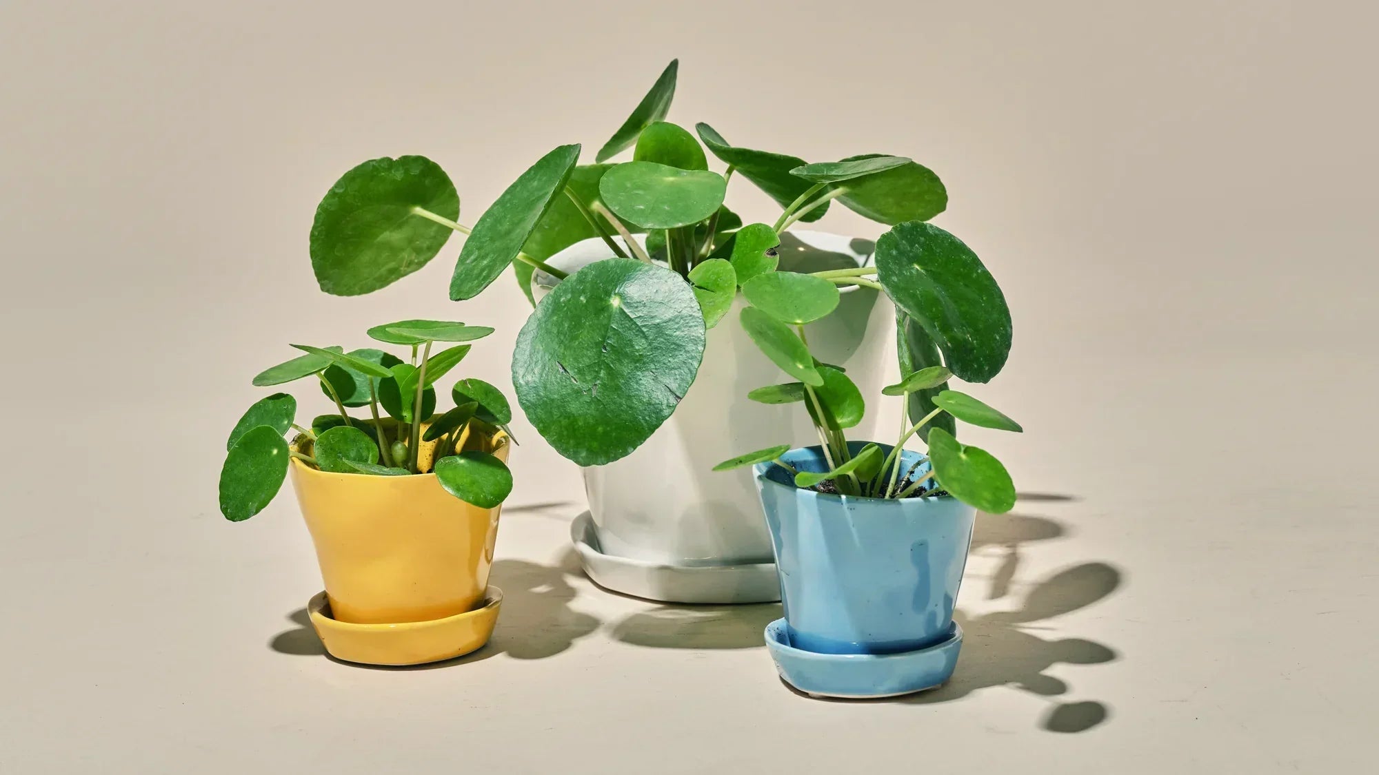 Ceramic Plant Pots - Chive Ceramics Studio