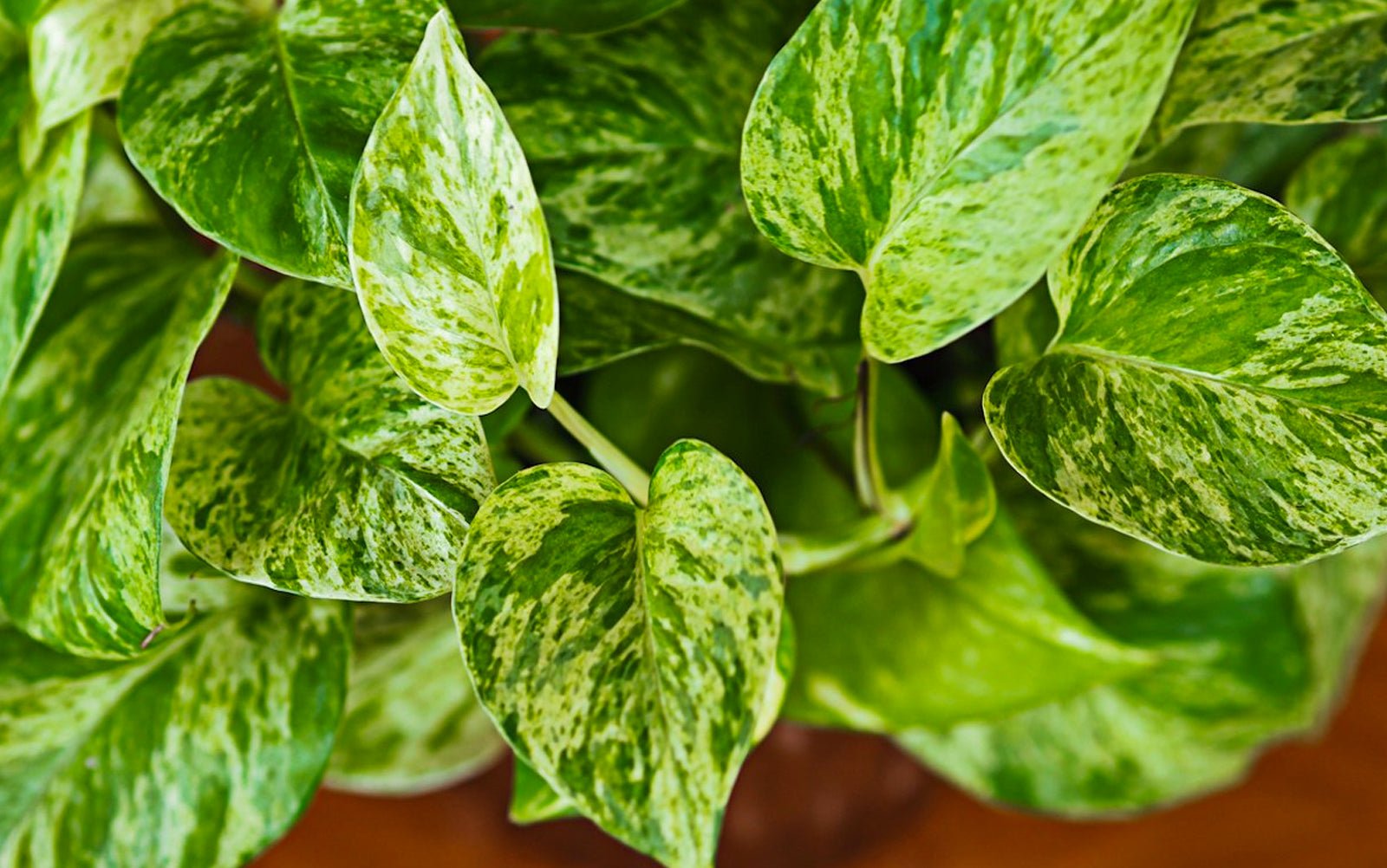 Pothos - Chive Ceramics Studio