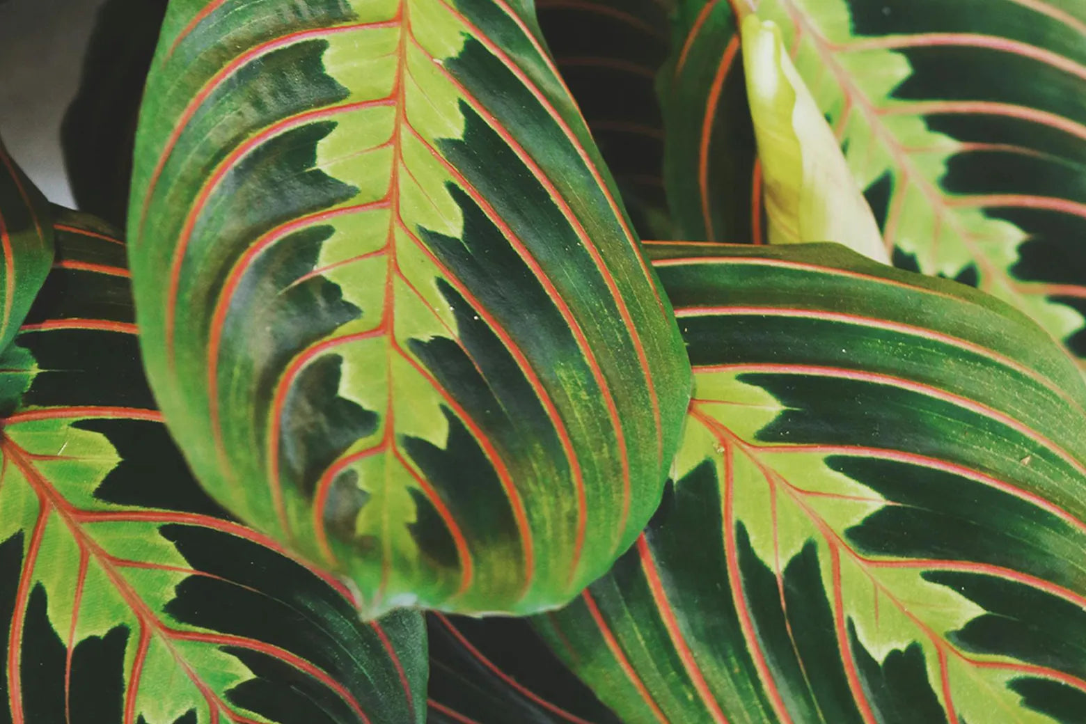 Close-up of a Prayer plant with large green leaves featuring prominent red and yellow veining.