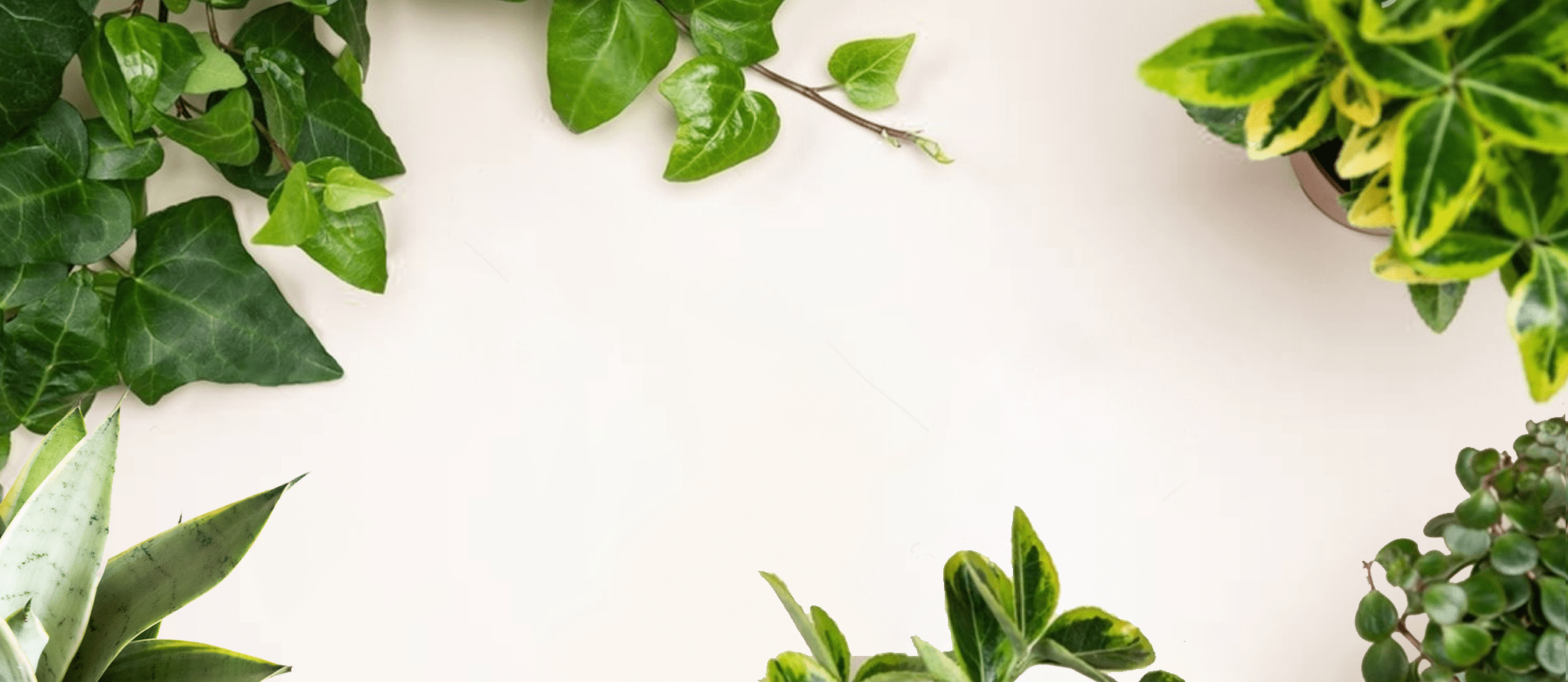 The Ultimate Repotting Guide (for Those Who Can't Keep a Plant Alive...Yet) - Chive Ceramics Studio