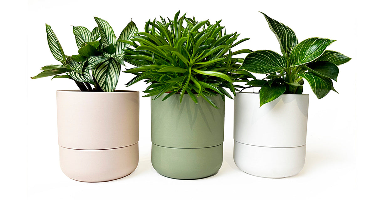 Self Watering Plant Pots Indoor: A Horticultural Salvation - Chive Ceramics Studio