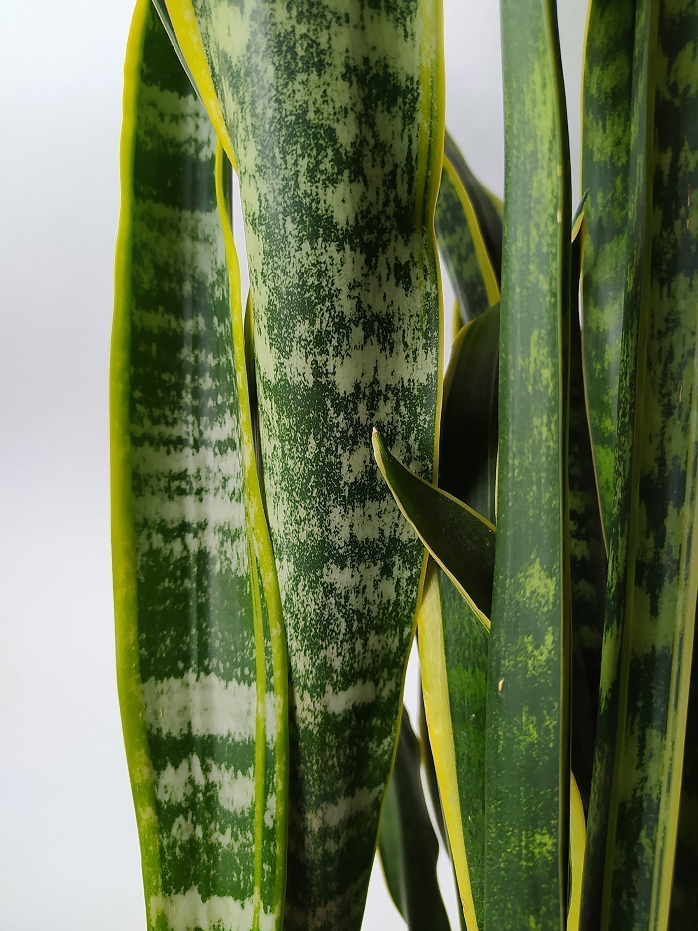 Sansevieria Plant Care: The Thor of Houseplants