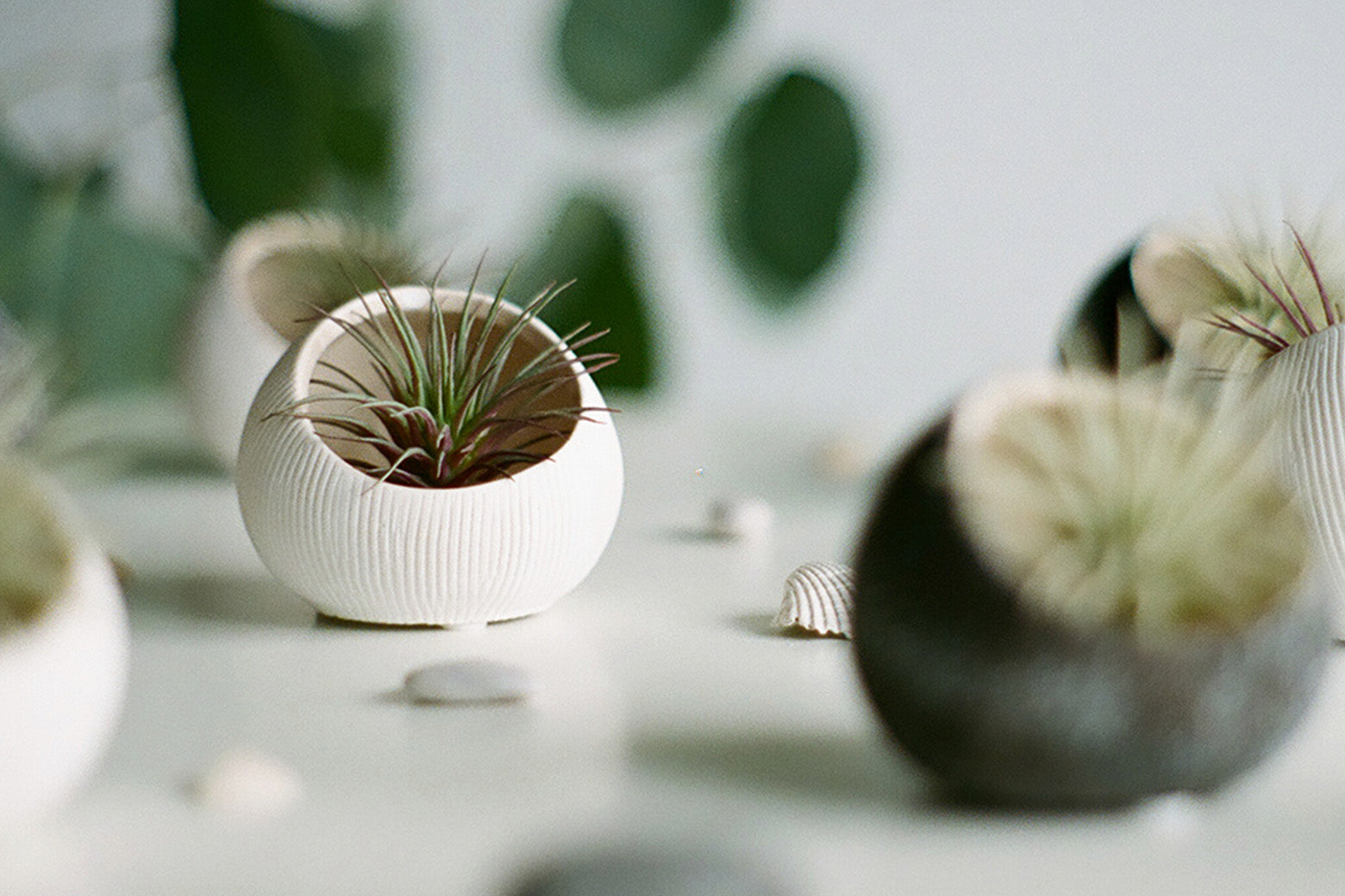 A styled arrangement of small ceramic terrariums styled with air plants by Chive Studio.