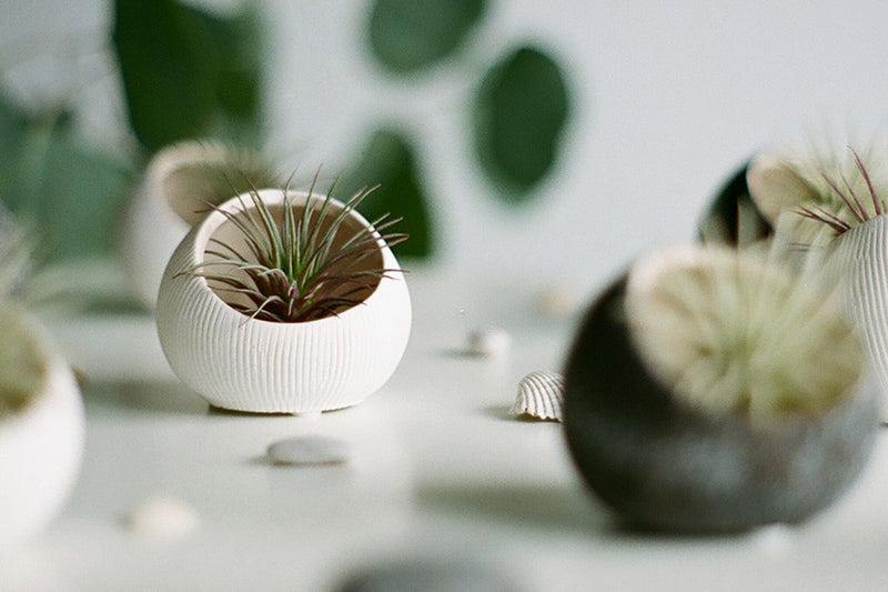 A styled arrangement of small ceramic terrariums styled with air plants by Chive Studio.