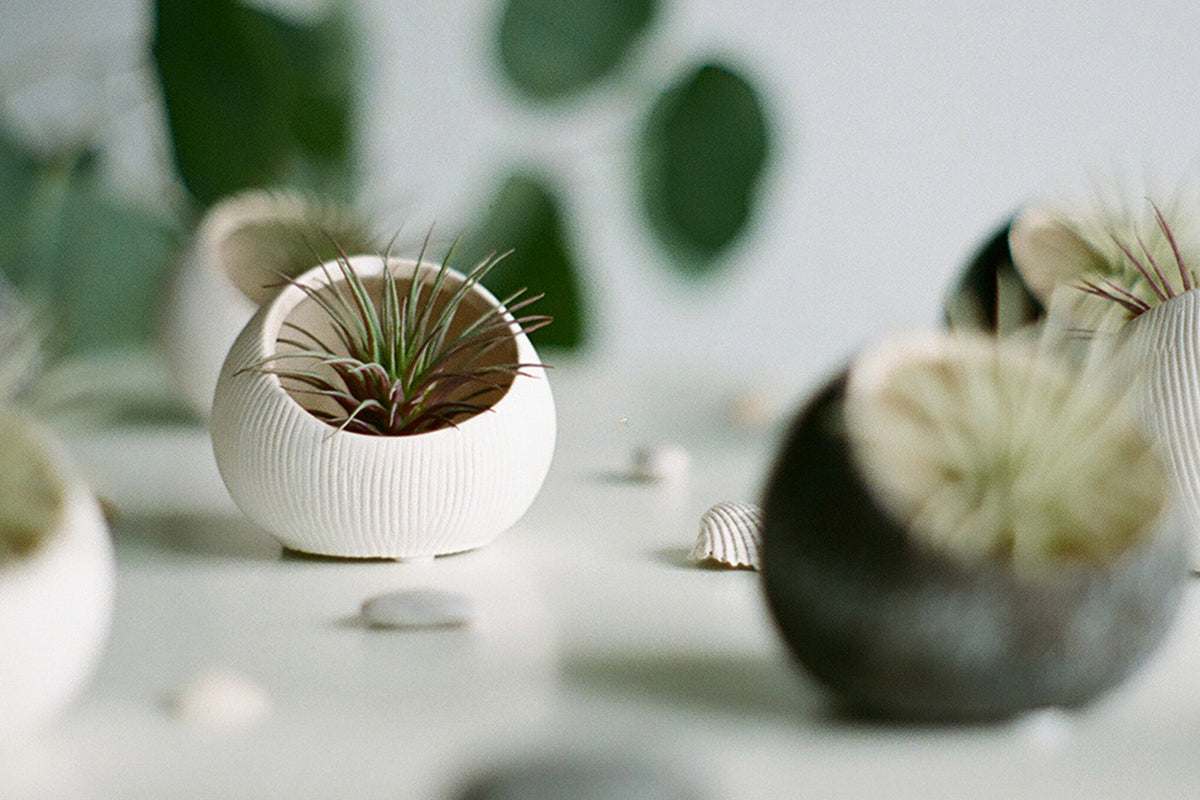 A styled arrangement of small ceramic terrariums styled with air plants by Chive Studio.