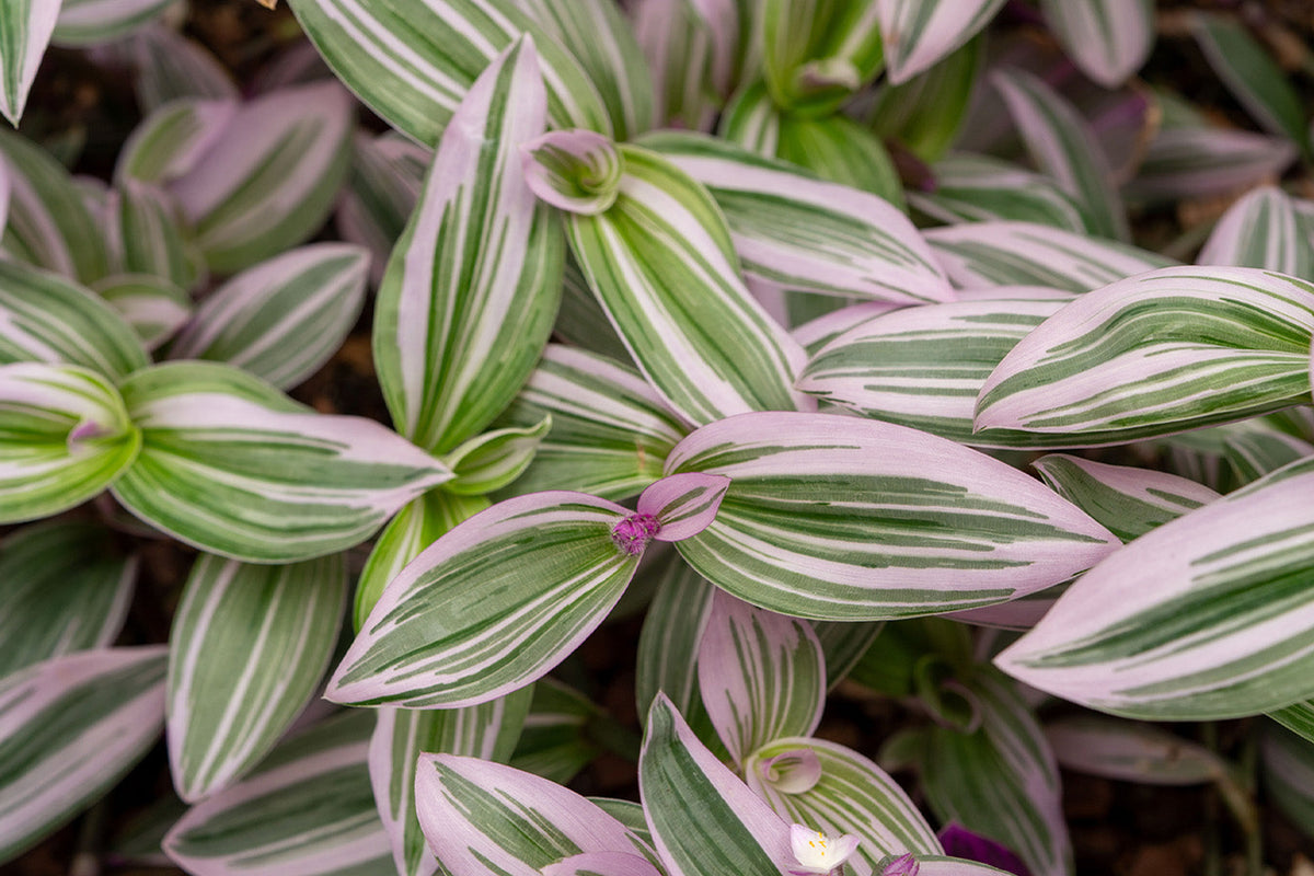 Close-up of Tradescantia plant showing green and purple leaves — Chive Studio