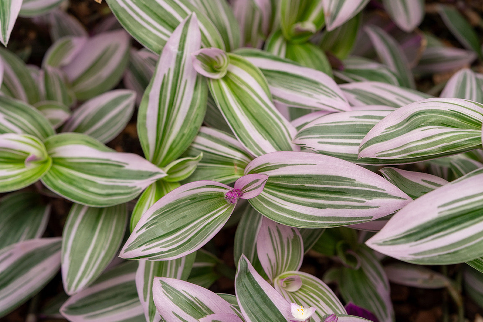 Close-up of Tradescantia plant showing green and purple leaves — Chive Studio