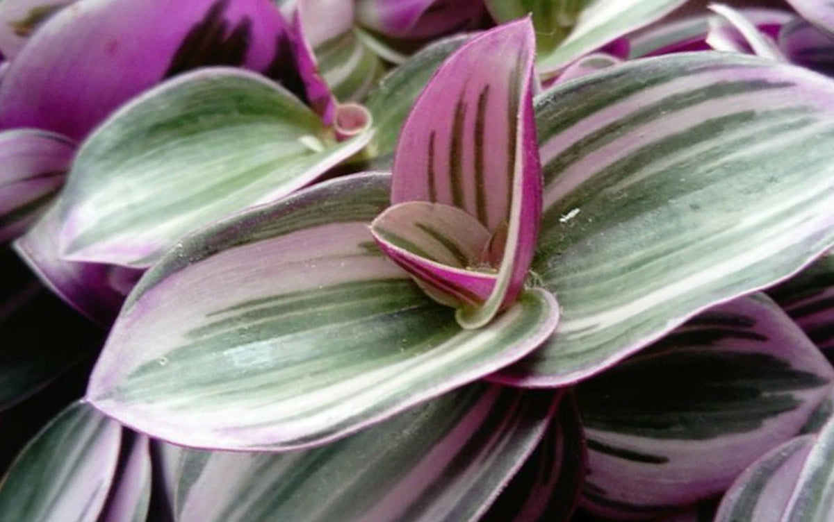 Tradescantia - Chive Ceramics Studio