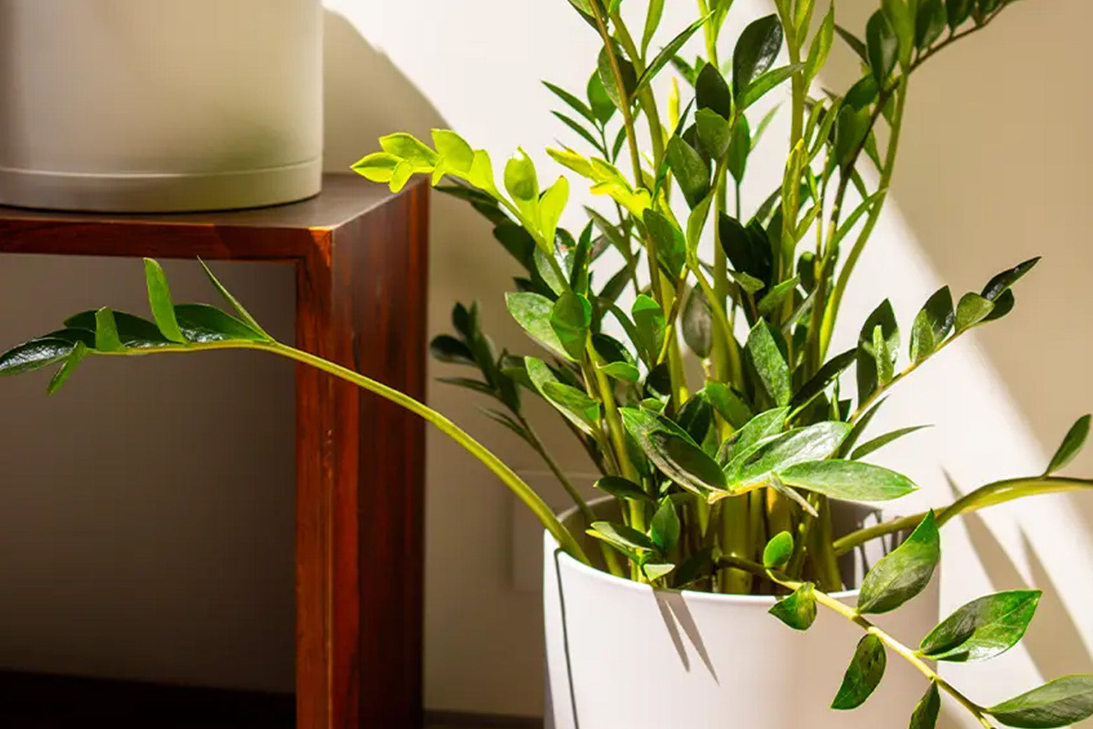 ZZ Plant Care: The Ultimate Low Light Plant, Chive Studio