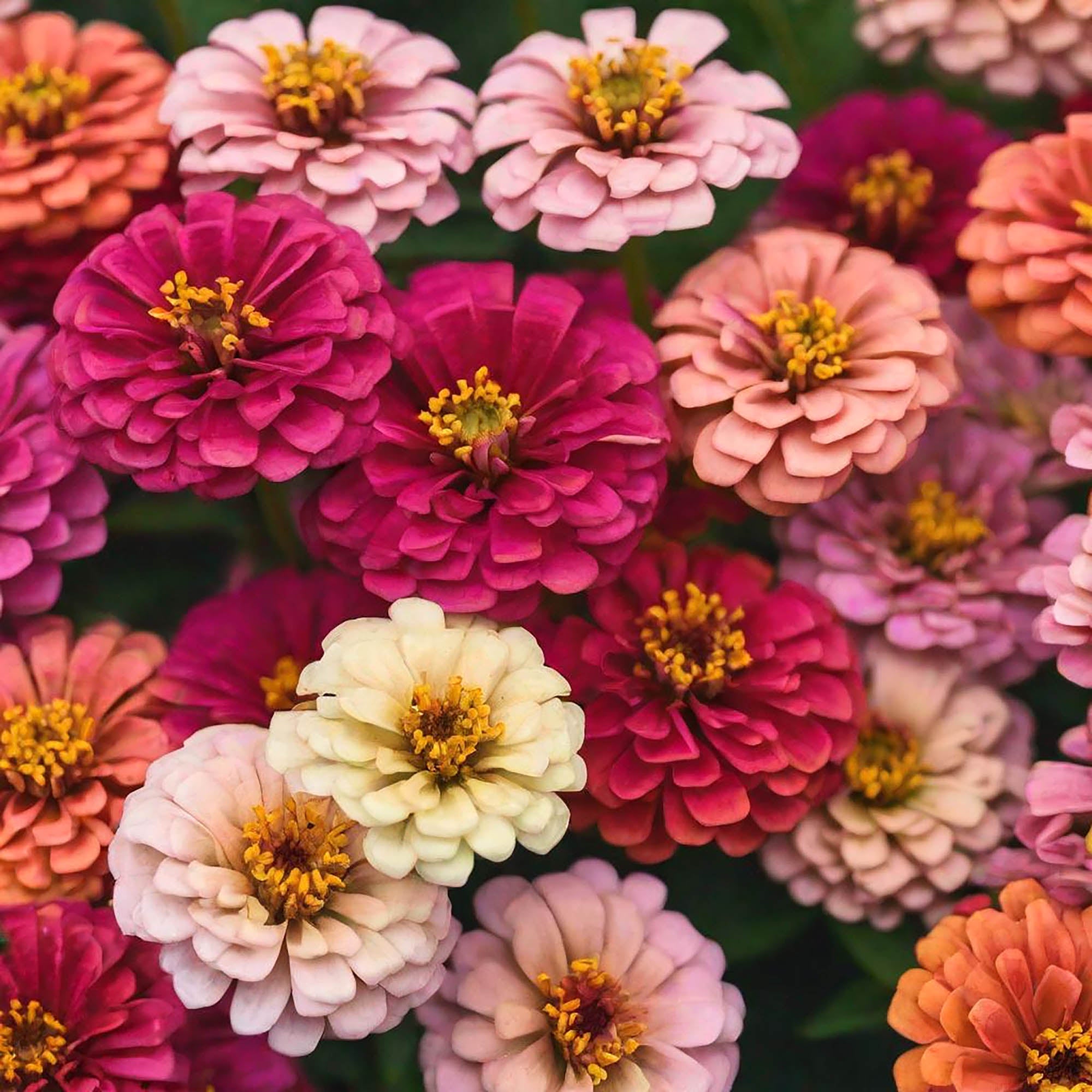 Growing Zinnias: Essential Care Guide - Chive Ceramics Studio