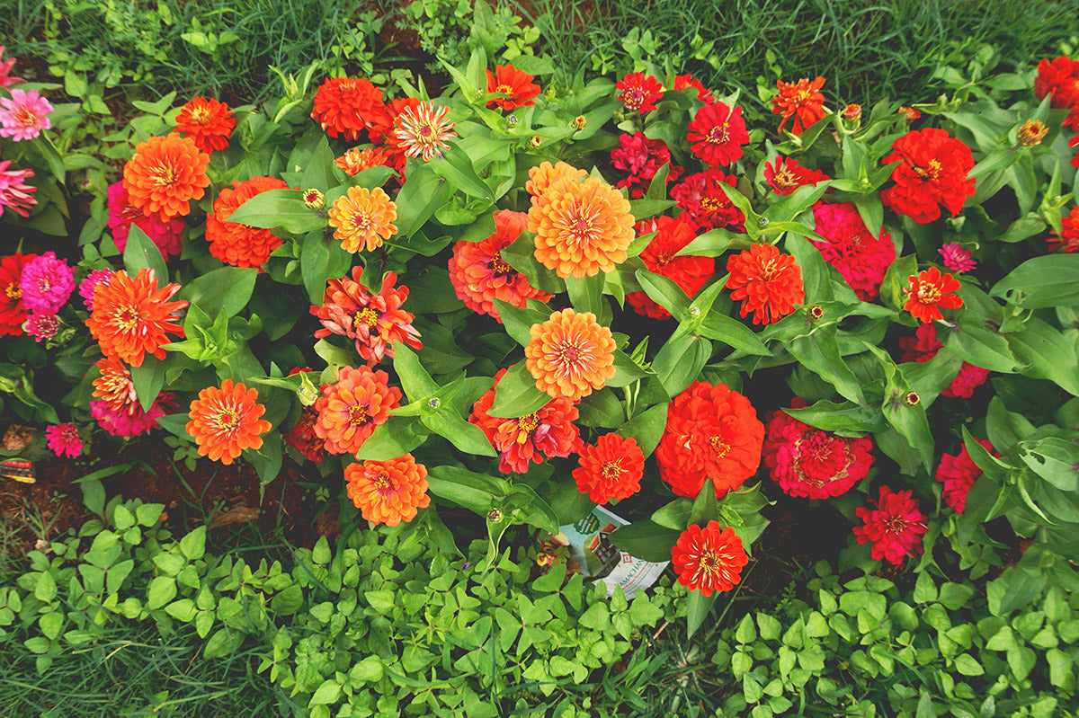 Growing Zinnias: Essential Care Guide - Chive Studio