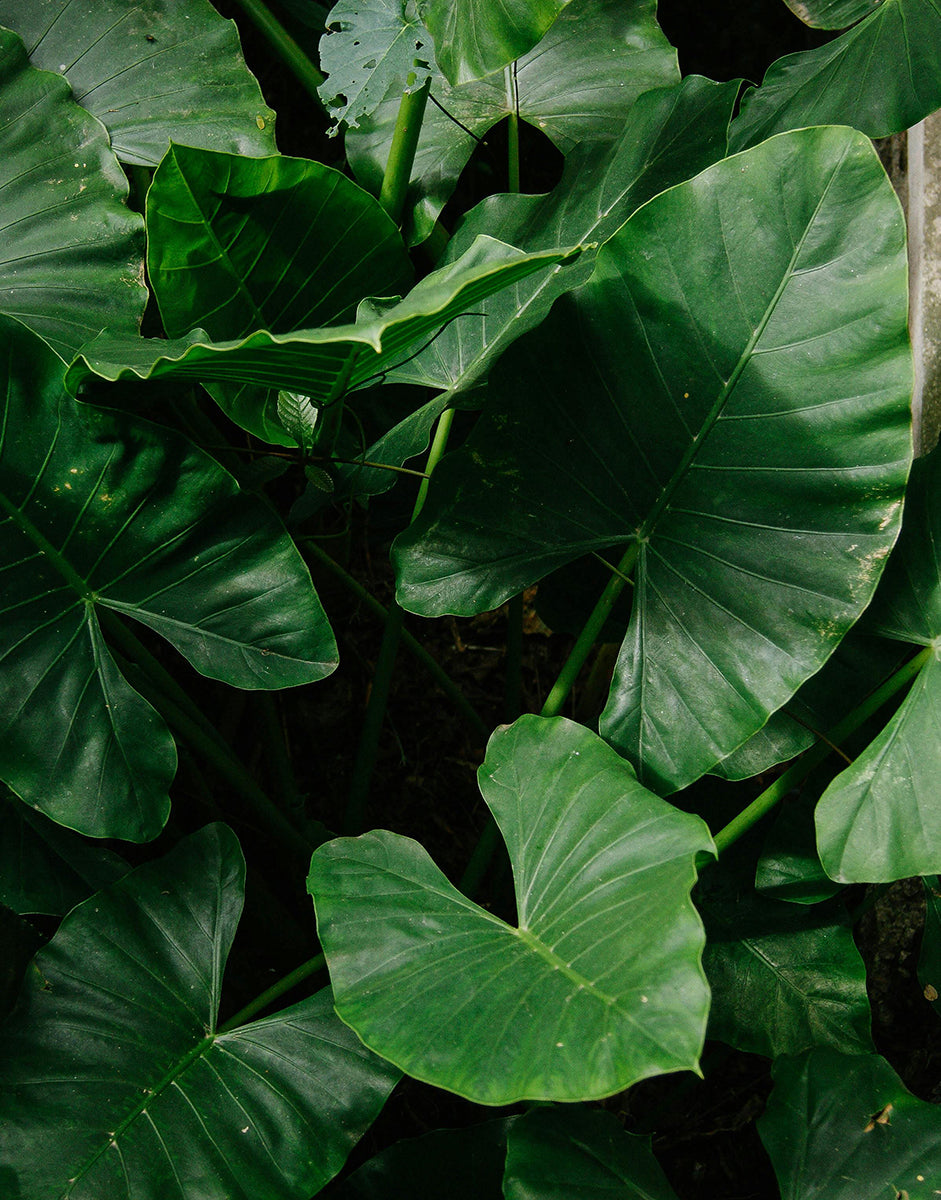 Alocasia Plant Care: The Complete Guide
