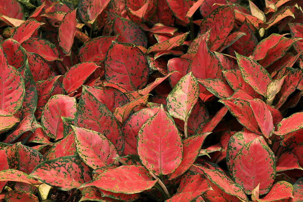 Aglaonema Plant Care: The Complete Guide