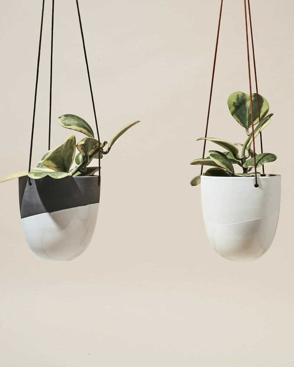 Hanging Plants Indoor: The Complete Guide, Chive Studio, Toronto