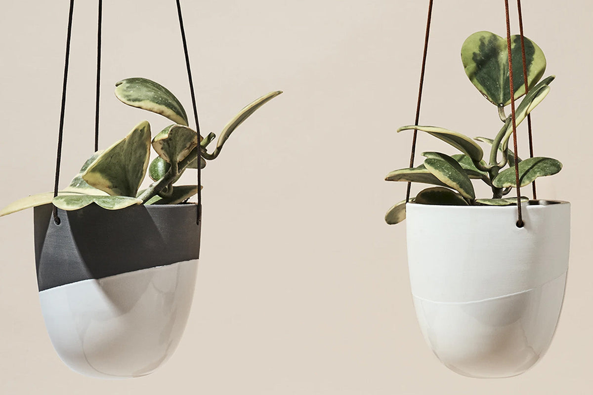 Hanging Plants Indoor: The Complete Guide, Chive Studio