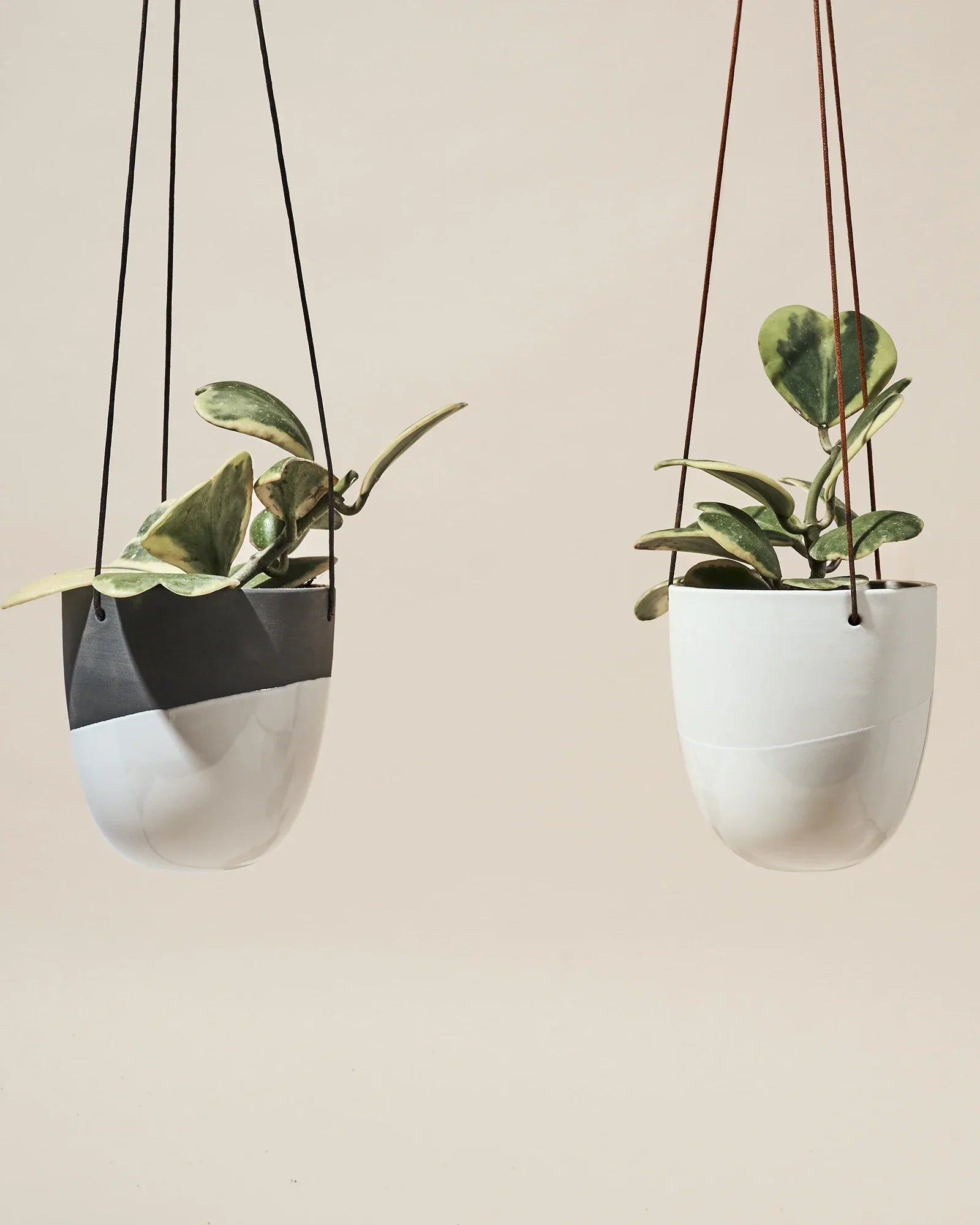 Hanging Plants Indoor: The Complete Guide, Chive Studio, Toronto