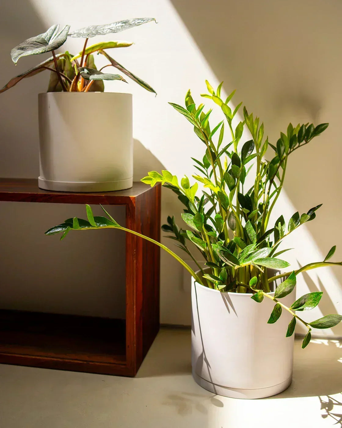 ZZ Plant Care: The Ultimate Low Light Plant, Chive Studio