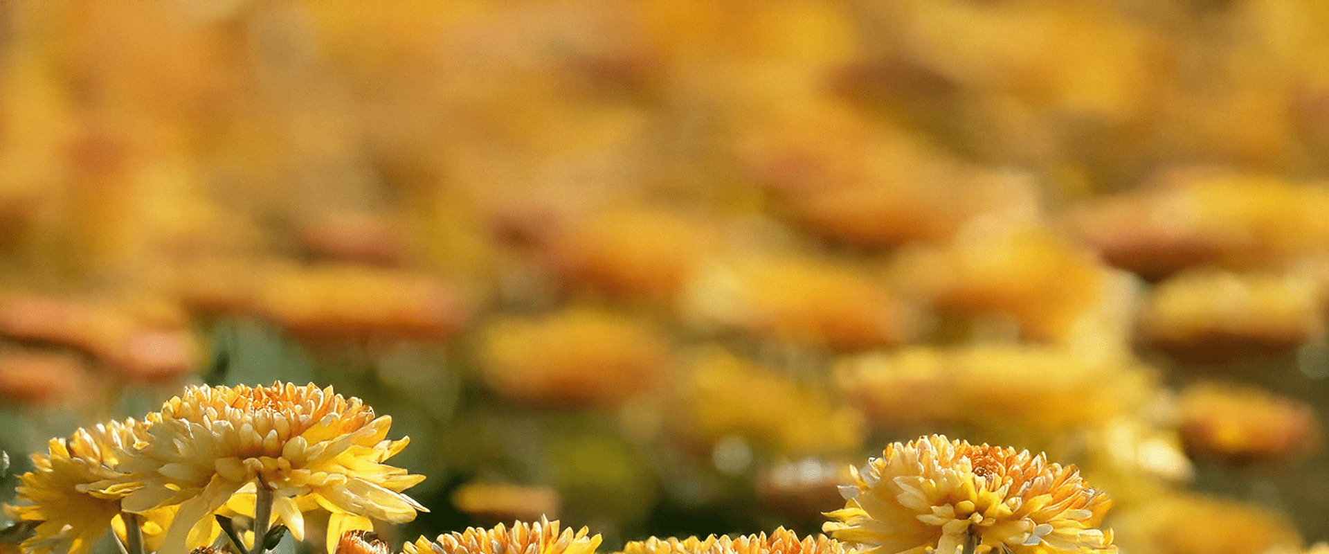 What is My Birth Flower: November - Chive Ceramics Studio