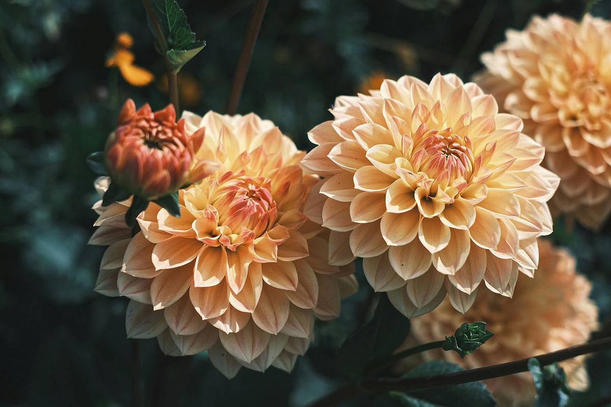 How to grow dahlias from seeds - Chive Studio