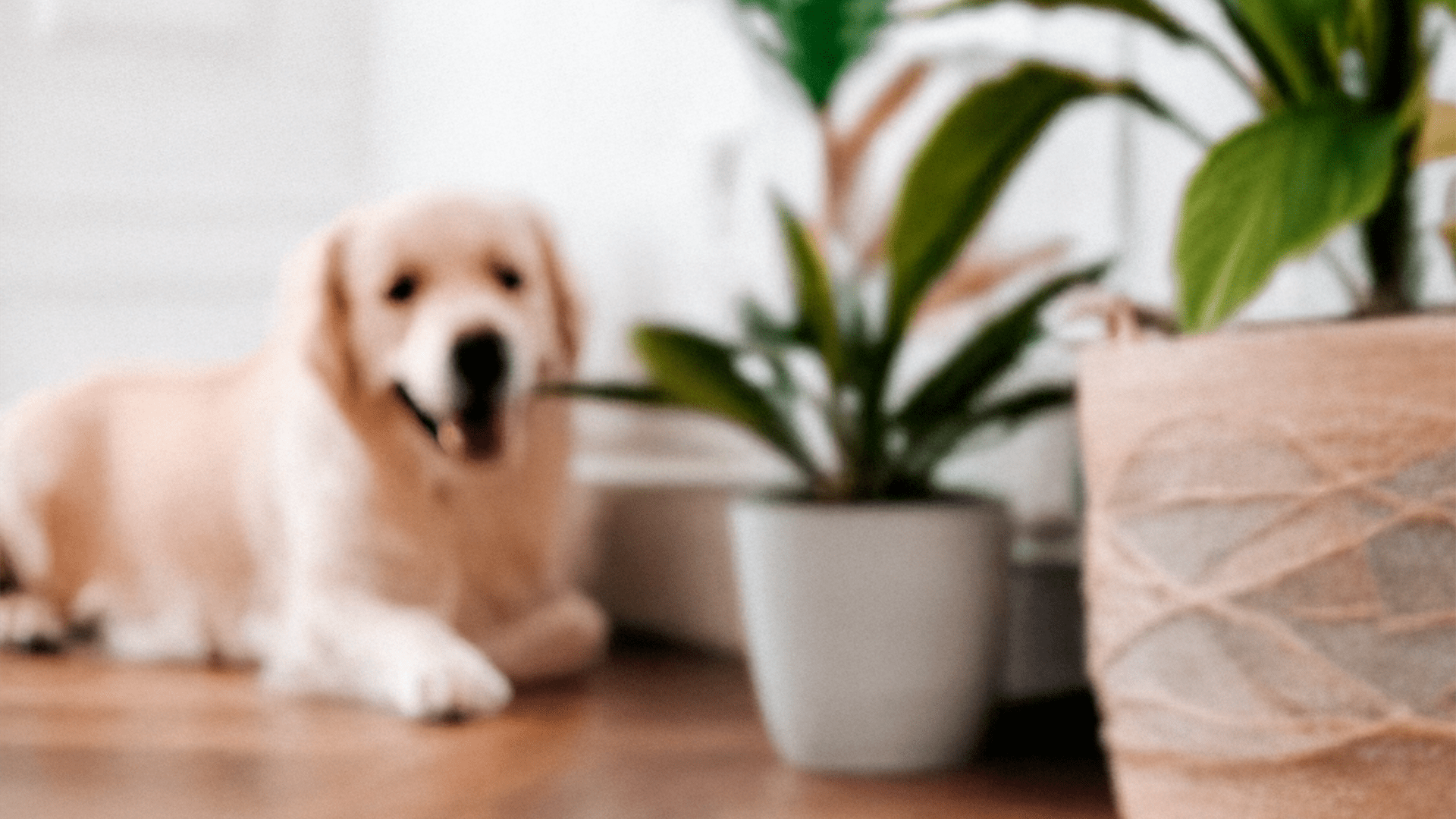 Pet Friendly Plants - Chive Ceramics Studio