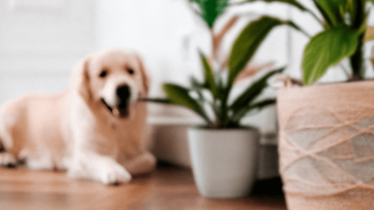 Pet Friendly Plants - Chive Ceramics Studio