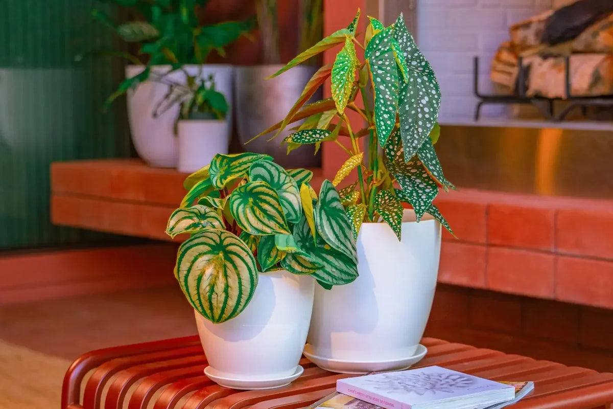 Two chive large ceramic white Dyad plant pots styled with green houseplants on a red bench on a balcony with red bricks.