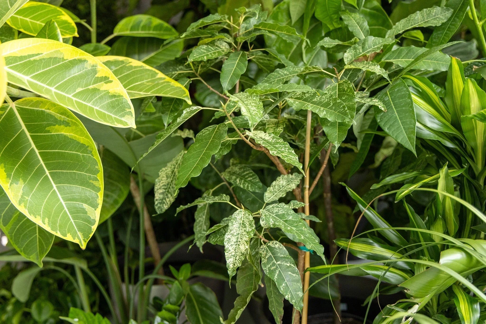 Plants That Like West Facing Windows - Chive Ceramics Studio