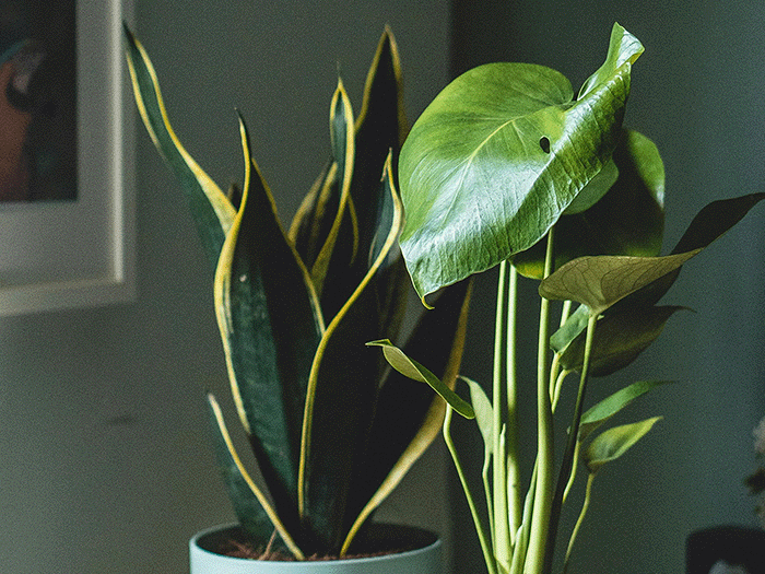 Low Light Indoor Plants: What Actually Survives