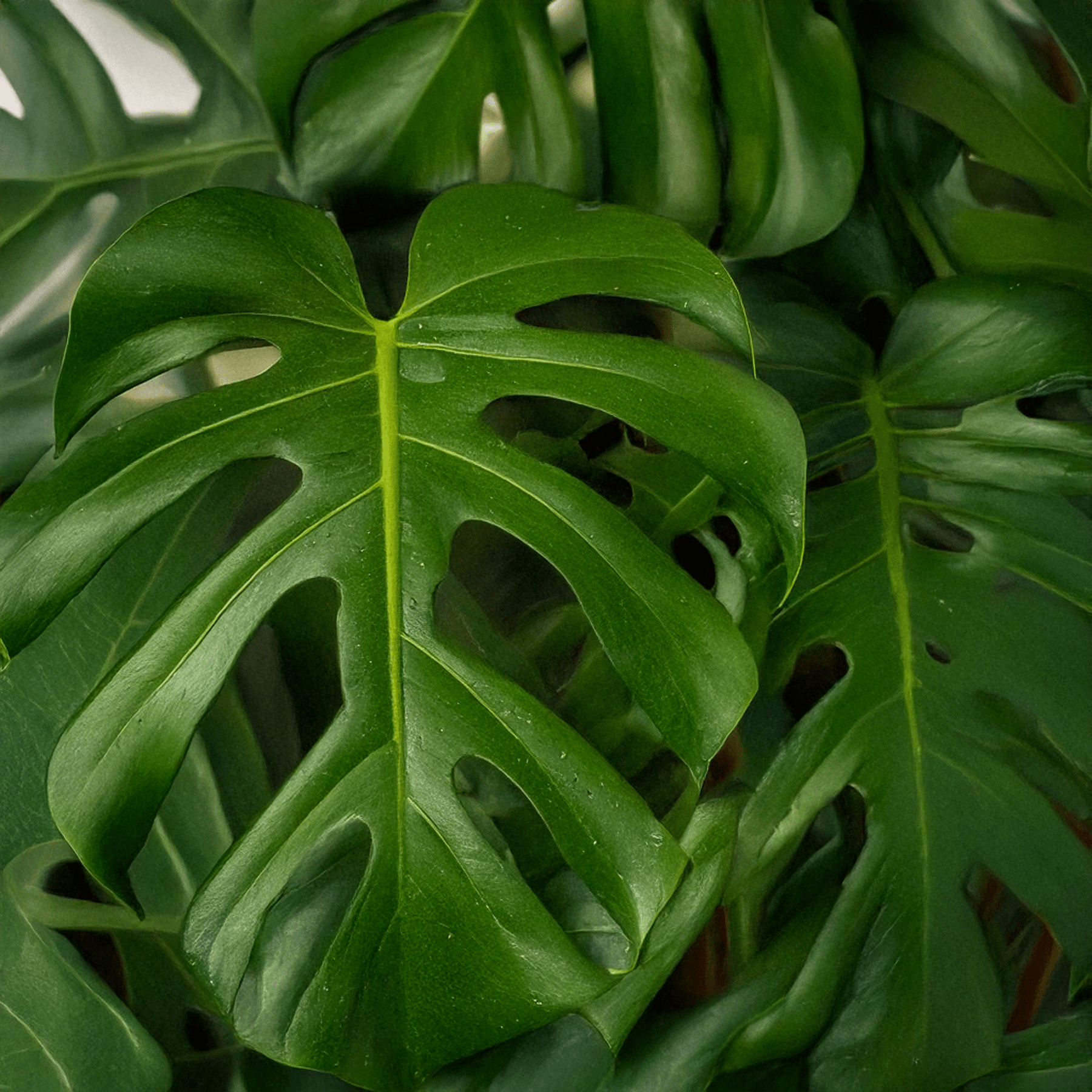 Monstera Varieties 101 - Chive Ceramics Studio