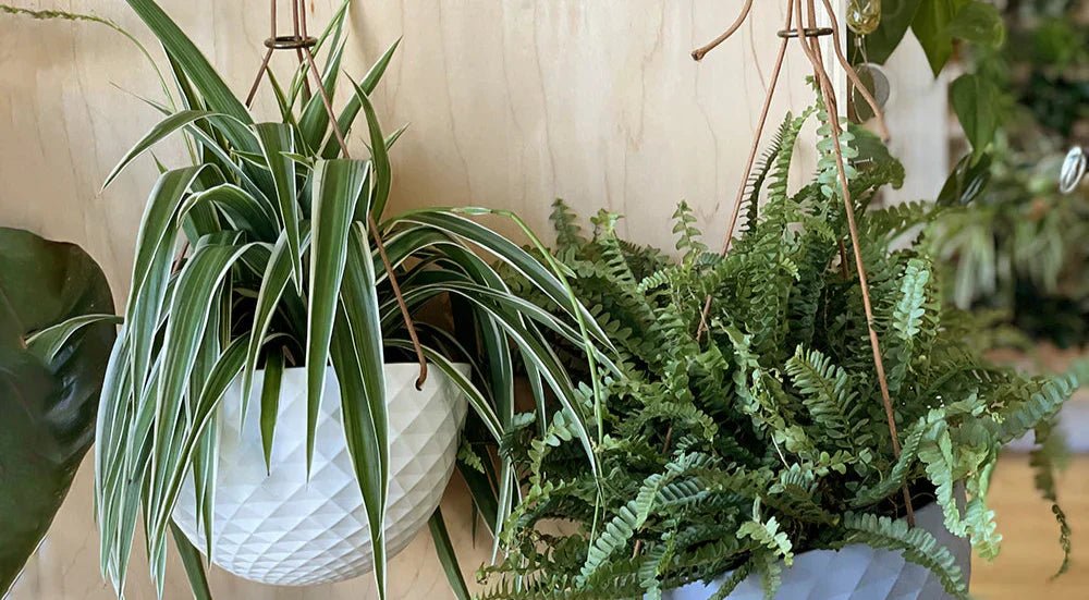 Best Hanging Planters for Indoor Plants - Chive Ceramics Studio
