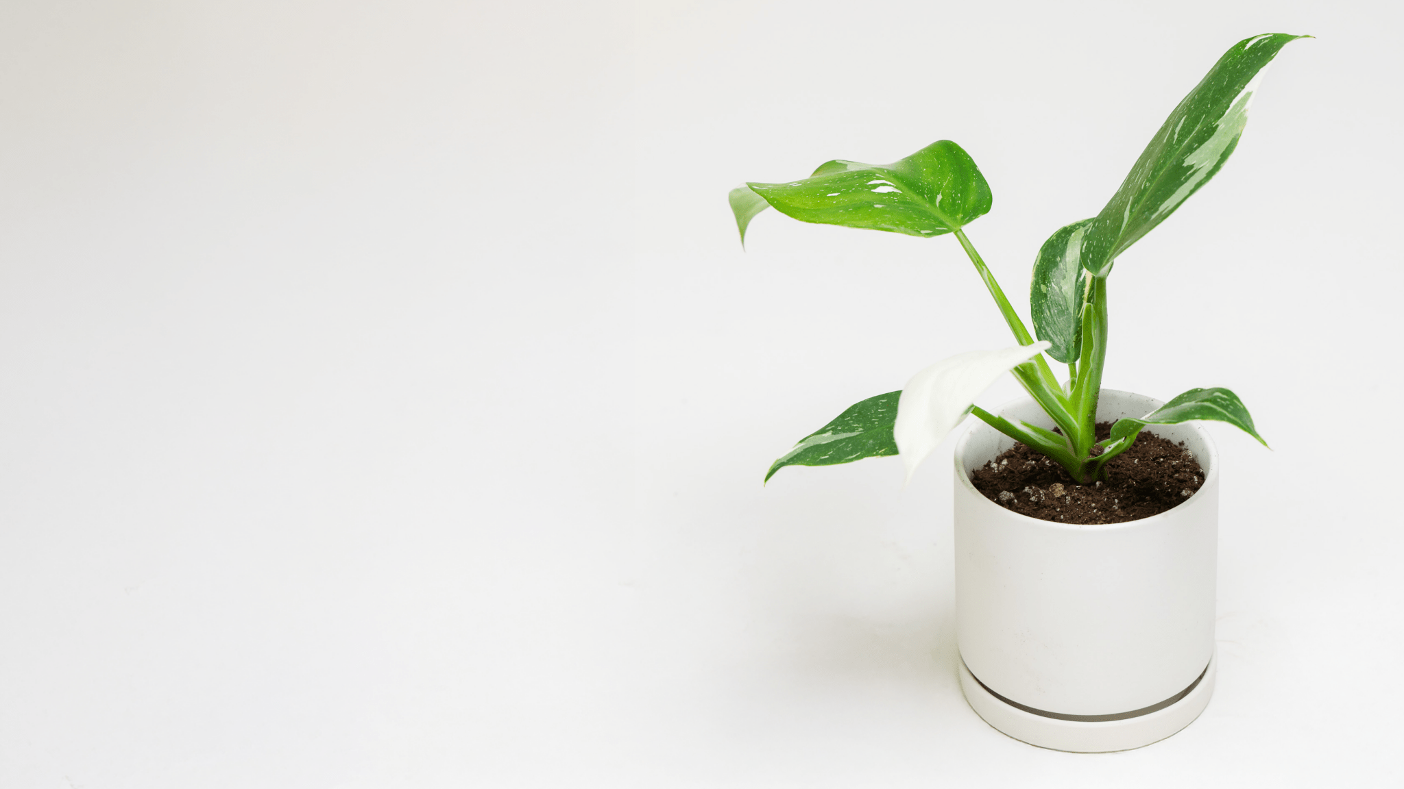 Low Light Plants: Thriving Greenery for Dim Spaces and North-Facing Homes - Chive Ceramics Studio