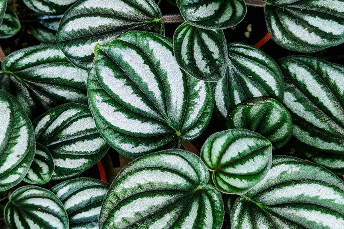 Close-up of green and white striped Peperomia leaves - Chive Studio