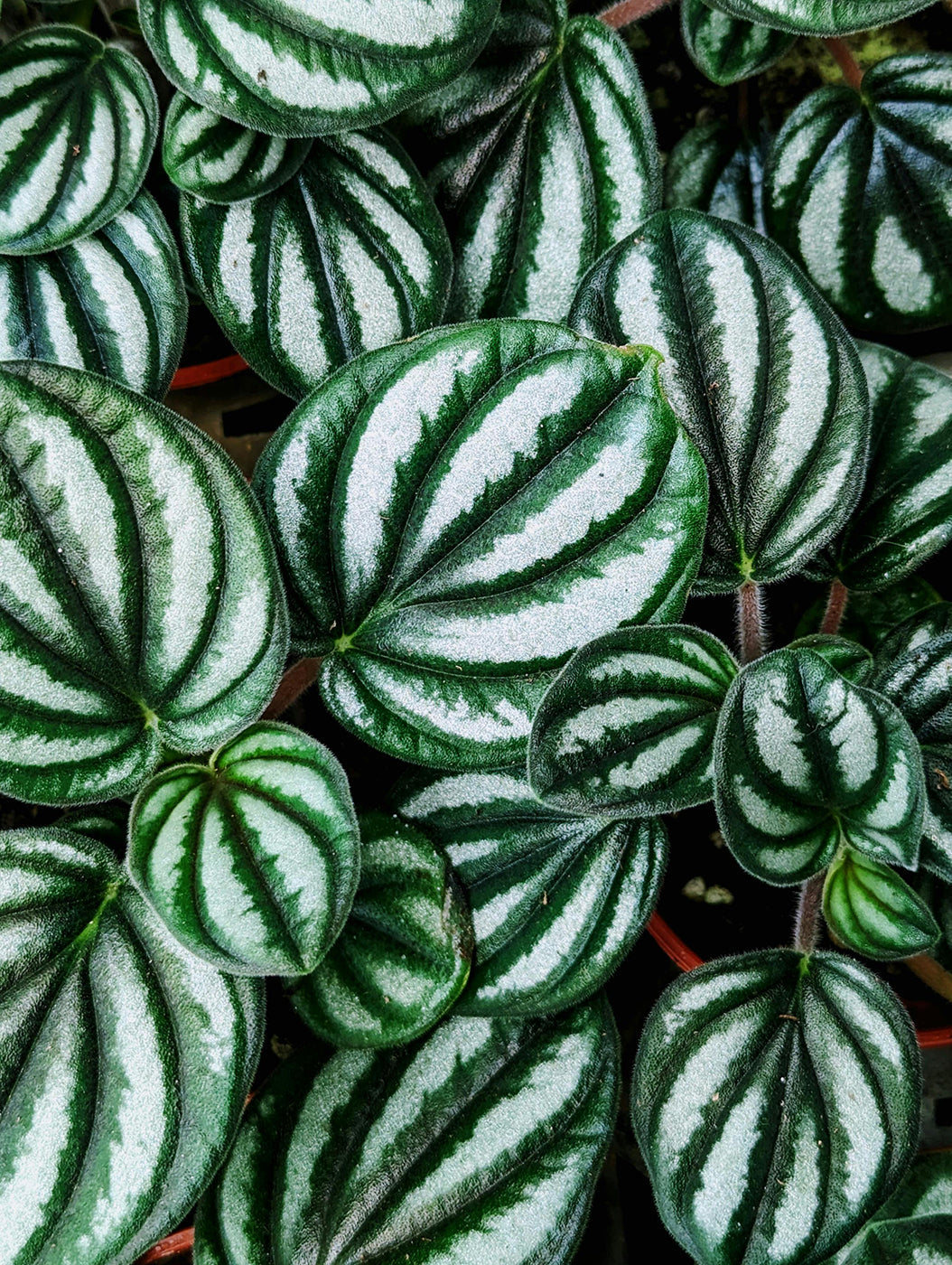 Peperomia Plant Care: The Generous Houseplant