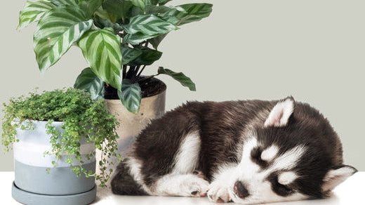 Our top 5 pet-friendly plant picks