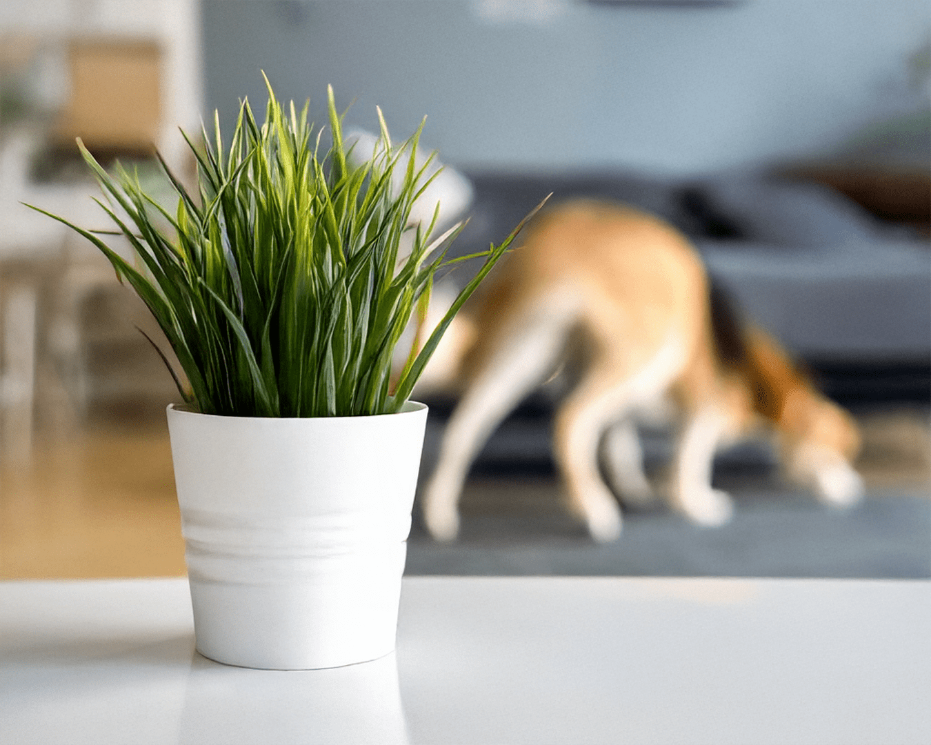 Pet-Friendly Plants: Safe Greenery for Your Furry Friends - Chive Ceramics Studio