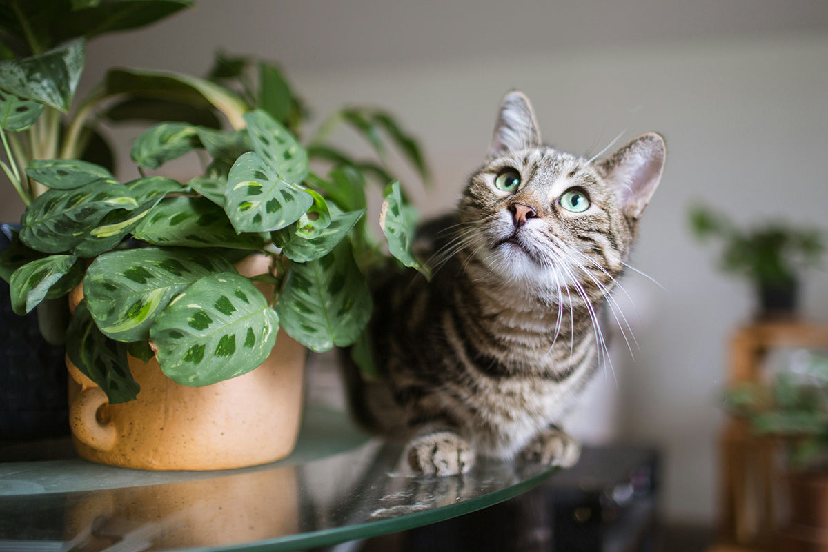Non Toxic Plants for Cats: The Complete Guide