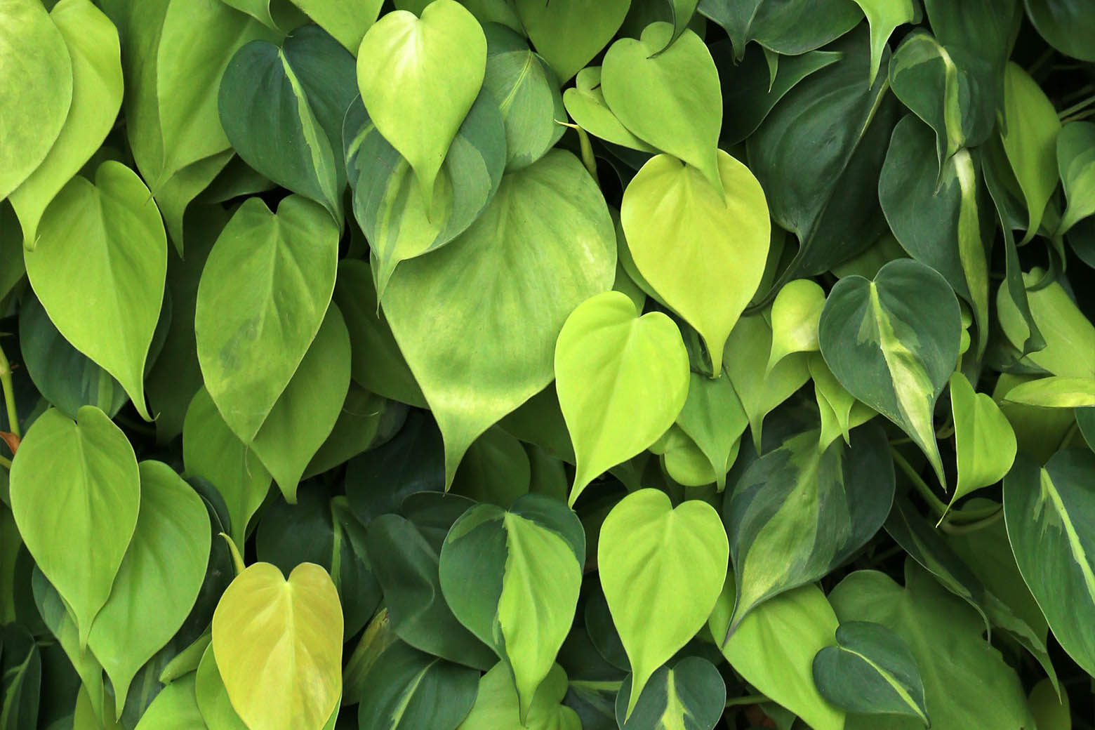 Close-up of lush green heartleaf philodendron leaves.