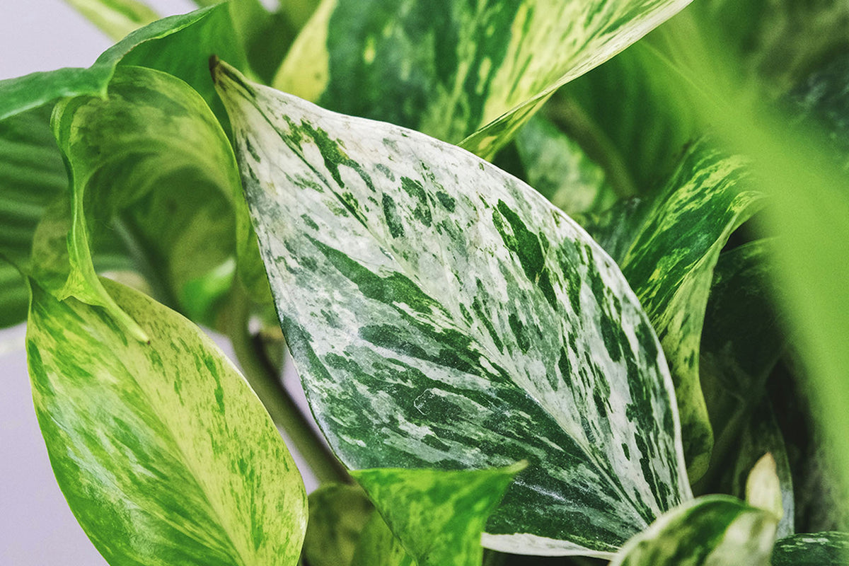 Close-up of a green and white marbled pothos plant - Chive Studio