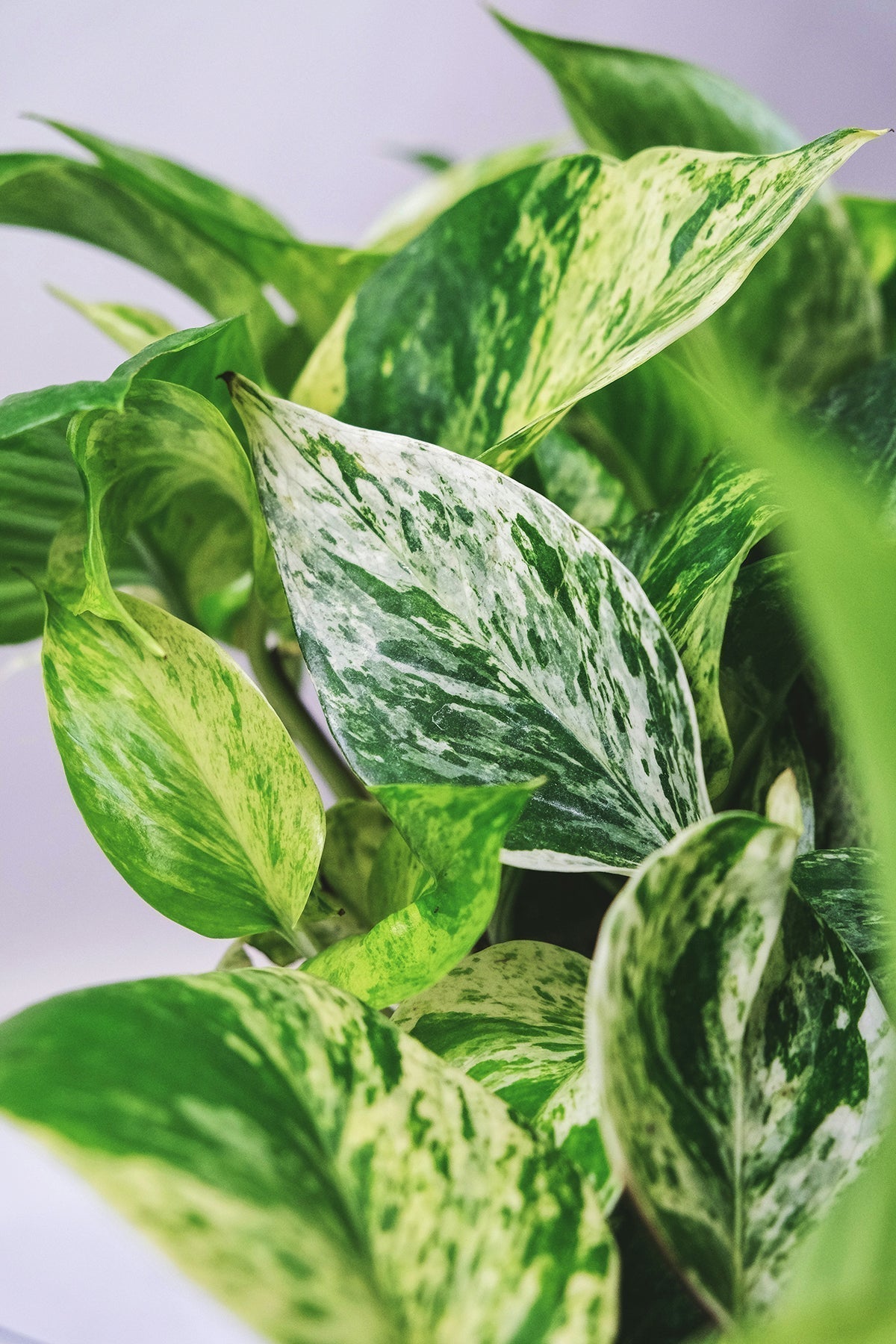 Pothos Plant Care: The Perfect Beginner Plant